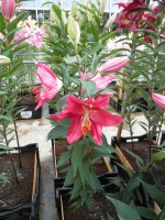 [1853 Pico No02.JPG]